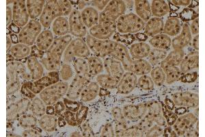 ABIN6273572 at 1/100 staining Rat kidney tissue by IHC-P. (DIRC1 Antikörper)