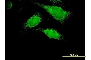 Immunofluorescence of purified MaxPab antibody to PPA2 on HeLa cell. (PPA2 Antikörper  (AA 1-334))