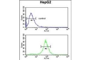 ELOVL2 Antibody (N-term) (ABIN653138 and ABIN2842714) flow cytometric analysis of HepG2 cells (bottom histogram) compared to a negative control cell (top histogram). (ELOVL2 Antikörper  (N-Term))