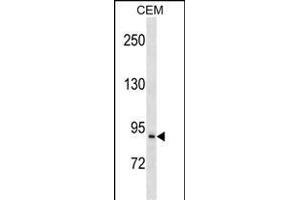 PREP Antibody (Center) (ABIN1538258 and ABIN2850377) western blot analysis in CEM cell line lysates (35 μg/lane). (PREP Antikörper  (AA 293-322))