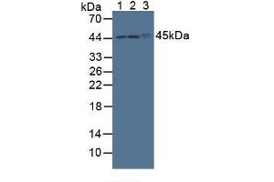 Figure. (POFUT1 Antikörper  (AA 243-393))