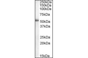 Image no. 1 for anti-Cytochrome P450, Family 19, Subfamily A, Polypeptide 1 (CYP19A1) (Internal Region) antibody (ABIN374919) (Aromatase Antikörper  (Internal Region))