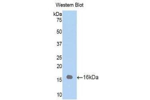 Western Blotting (WB) image for anti-Surfactant Protein D (SFTPD) (AA 259-374) antibody (ABIN1860608) (SFTPD Antikörper  (AA 259-374))