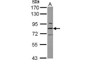 Western Blotting (WB) image for anti-L(3)mbt-Like 1 (L3MBTL1) (AA 82-298) antibody (ABIN1499091) (L3MBTL1 Antikörper  (AA 82-298))