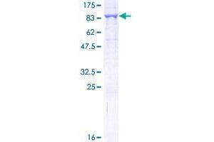 GLMN Protein (AA 1-594) (GST tag)