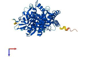 TUBA8 Protein (AA 1-449) (His tag)