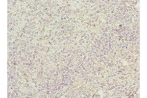 Immunohistochemistry of paraffin-embedded human tonsil tissue using ABIN7147043 at dilution of 1:100 (M6PR Antikörper  (AA 1-277))