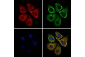 ABIN6257417 and ABIN6275853 staining HepG2 cells by IF/ICC. (PKC gamma Antikörper  (Internal Region))