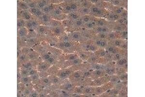 Figure. (SPTAN1 Antikörper  (AA 2082-2288))