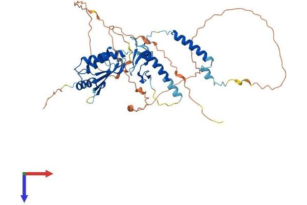 RNF25 Protein (AA 1-456) (His tag)