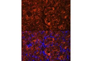 Immunofluorescence analysis of Rat kidney using MIOX Rabbit pAb (ABIN7268729) at dilution of 1:100. (MIOX Antikörper  (AA 1-285))