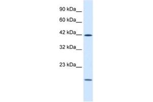 Western Blotting (WB) image for anti-Upstream Transcription Factor 1 (USF1) antibody (ABIN2460950) (USF1 Antikörper)