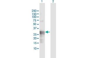 Western Blot analysis of CTSG expression in transfected 293T cell line by CTSG MaxPab polyclonal antibody. (Cathepsin G Antikörper  (AA 1-255))