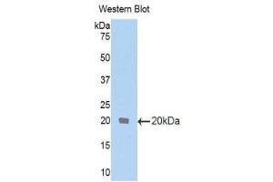 Western Blotting (WB) image for anti-Transformer 2 beta Homolog (TRA2B) (AA 64-204) antibody (ABIN1860854) (TRA2B Antikörper  (AA 64-204))