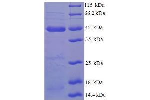 SDS-PAGE (SDS) image for MAF1 Homolog (MAF1) (AA 1-256), (full length) protein (His-SUMO Tag) (ABIN5711827)