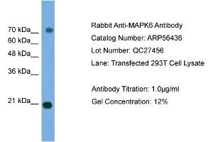 WB Suggested Anti-MAPK6  Antibody Titration: 0. (MAPK6 Antikörper  (Middle Region))