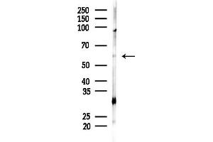 anti-Myocilin (MYOC) (Internal Region) antibody