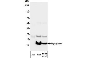 Western Blotting (WB) image for anti-Myoglobin (MB) antibody (ABIN7795605) (Myoglobin Antikörper)