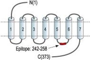 Representative domain view of the target of ABIN7885347.