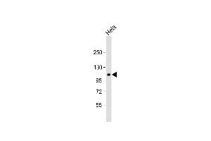 Anti-GP Antibody (C-term) at 1:1000 dilution + Hela whole cell lysate Lysates/proteins at 20 μg per lane. (G Protein-Coupled Receptor 115 Antikörper  (C-Term))