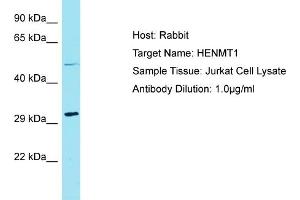 Host: Rabbit Target Name: HENMT1 Sample Tissue: Human Jurkat Whole Cell Antibody Dilution: 1ug/ml (HENMT1 Antikörper  (N-Term))