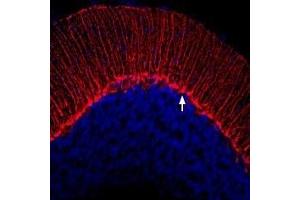 Expression of KV1. (KCNA3 Antikörper  (Extracellular))