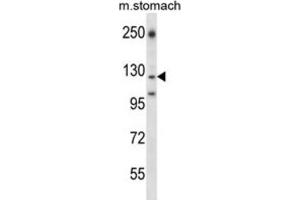 Western Blotting (WB) image for anti-Laminin, gamma 2 (LAMC2) antibody (ABIN2997656)