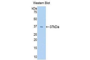 Western Blotting (WB) image for anti-Surfactant Protein D (SFTPD) (AA 21-375) antibody (ABIN1174133) (SFTPD Antikörper  (AA 21-375))