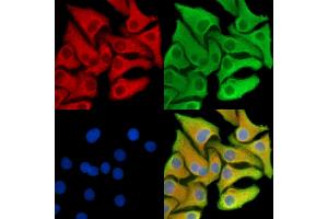 ABIN7095397 and ABIN7099454 staining Hela cells by IF/ICC. (Stabilin 2 (STAB2) Antikörper)