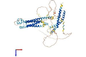 Tricellulin Protein (MARVELD2) (AA 1-558) (His tag)