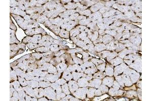 IHC analysis of XRCC4 using anti-XRCC4 antibody (ABIN7599055).