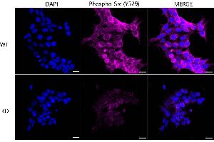 Immunocytochemical staining of Hela cells using PA2G4 antibody (ABIN7799917), 1:1,000), Top panel: wild-type (WT), Bottom panal: PA2G4 shRNA knockdown (KD). (Rekombinanter PA2G4 Antikörper)