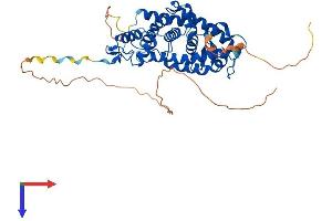 Retinoic Acid Receptor gamma Protein (AA 1-454) (His tag)