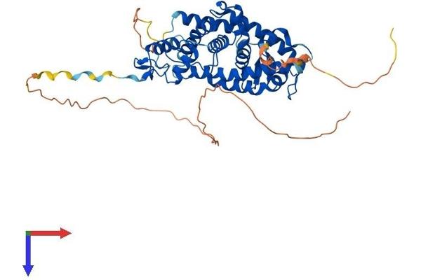 Retinoic Acid Receptor gamma Protein (AA 1-454) (His tag)