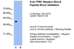 Host:  Rabbit  Target Name:  TPM1  Sample Type:  HepG2  Lane A:  Primary Antibody  Lane B:  Primary Antibody + Blocking Peptide  Primary Antibody Concentration:  1. (Tropomyosin Antikörper  (N-Term))