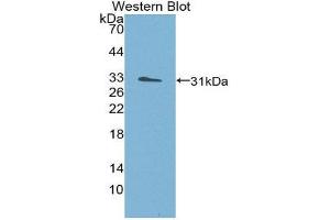 Western Blotting (WB) image for anti-Structure Specific Recognition Protein 1 (SSRP1) (AA 6-246) antibody (ABIN1980509) (SSRP1 Antikörper  (AA 6-246))