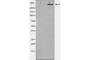 Western blot analysis of DNA PK expression in K562 cells. (PRKDC Antikörper  (C-Term))