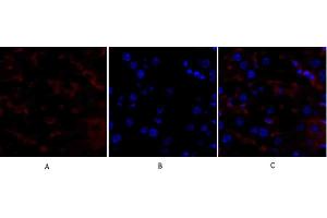 Immunofluorescence analysis of mouse liver tissue.
