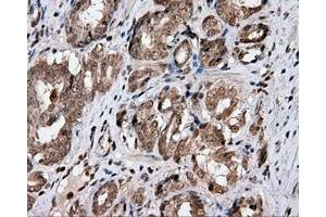 Immunohistochemical staining of paraffin-embedded Kidney tissue using anti-CISD1 mouse monoclonal antibody. (CISD1 Antikörper)