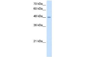 TMPRSS11D antibody used at 2.