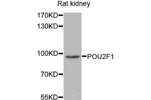 Western blot analysis of extracts of rat kidney, using POU2F1 antibody. (POU2F1 Antikörper)