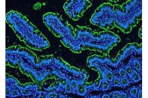 IF analysis of Villi using anti-Villi antibody (ABIN3042343) Villi was detected in paraffin-embedded section of rat intestine tissues. (Villin 1 Antikörper  (C-Term))