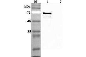 Western blot analysis using anti-Sirtuin 1 (human), pAb  at 1:4'000 dilution. (SIRT1 Antikörper)