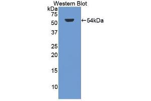 Western Blotting (WB) image for anti-Glycogen Synthase Kinase 3 alpha (GSK3a) (AA 115-409) antibody (ABIN3210123) (GSK3 alpha Antikörper  (AA 115-409))