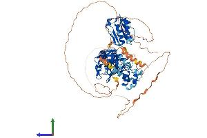 AlphaFold protein structure predicition of Mouse Recombinant Scmh1 Protein, UniprotID Q8K214