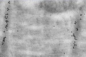 Immunoelectron microscopy analysis of LR white resin-embedded mouse heart using alpha Actinin 2 (ABIN7075510) at dilution of 1: 50. (Sarcomeric alpha Actinin Antikörper)
