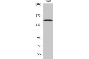 Western Blotting (WB) image for anti-rho Guanine Nucleotide Exchange Factor (GEF) 10 (ARHGEF10) (Internal Region) antibody (ABIN3173874) (ARHGEF10 Antikörper  (Internal Region))