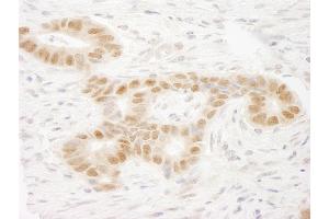 anti-Mastermind-Like 2 (MAML2) (C-Term) antibody