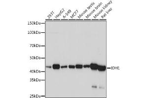 Western blot analysis of extracts of various cell lines, using IDH1 Rabbit mAb (ABIN7268027) at 1:1000 dilution. (IDH1 Antikörper)