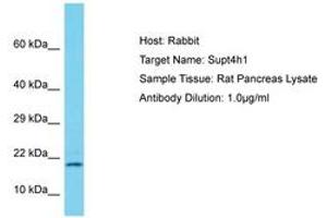 Image no. 1 for anti-Suppressor of Ty 4 Homolog 1 (SUPT4H1) (AA 57-106) antibody (ABIN6750243) (SUPT4H Antikörper  (AA 57-106))